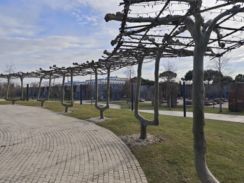 Деревья в парке Галицкого